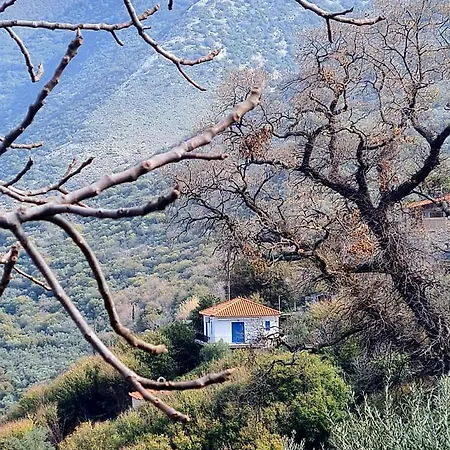The Lookout